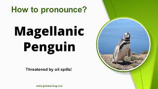 How to Say Magellanic Penguin  American Accent [upl. by Yesteb]