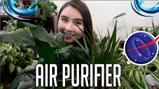 NASA Top Air Purifying Houseplant List To Help Your Home [upl. by Charley]