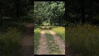 Bobcat Trail at McKinney Roughs shorts hiking nature trails outdoors [upl. by Francie]