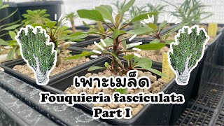 เพาะเมล็ด Fouquieria fasciculata Part 1 [upl. by Calendra]