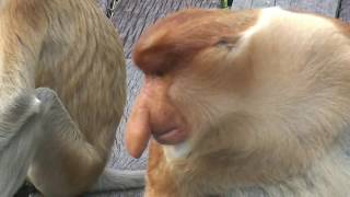 Proboscis Monkey Borneo Malaysia 2008 [upl. by Buzzell748]