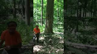 Logging MASSIVE tulip 🪓 logging stihl loggingvideos chainsawman stihlchainsaw logger [upl. by Paula688]