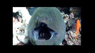 Moray Eels second jaw [upl. by Jecon362]