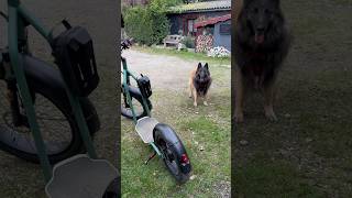 max speed and accident on an electric mountain bike with my dog mountainbike dog belgianshepherd [upl. by Edijabab]