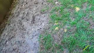 North Seattle Dealing With Dead Lawn Sod [upl. by Anin]