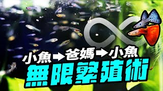 小魚要怎麼養才能長得又快又好？孔雀魚竟然會變性！！ Fast Growth Fish Fry Breed Infinite Loop [upl. by Domella]