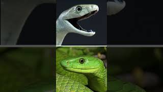 Black Mamba VS Green Mamba wildlife mamba snake [upl. by Wonacott230]