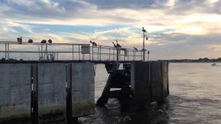 Ferry Ride From Mayport Ferry to Amelia Island Florida [upl. by Fulbright994]