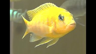 ゴールデンゼブラシクリッド Golden zebra Cichlid Pseudotropheus lombardoi [upl. by Joanie410]