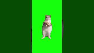 Cat Dances to EDM  Green Screen COPYRIGHT FREE shorts catmemes cat catlover relatable [upl. by Given]