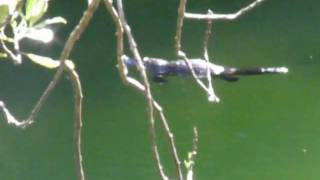 Platypus at Jenolan Caves NSW Ausralia [upl. by Netti487]