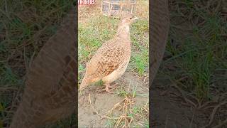 King size dakni teetar shortvideo kalateetarbhtrennasal wildlife [upl. by Jerol]