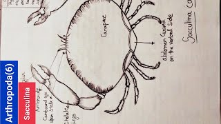 How to draw sacculina for bsc1styear class12Icbse Icse boardsciencebiologyyoutube bsc [upl. by Cohby]