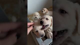 Un buongiorno così è speciale 🥰 cuccioli labrador [upl. by Ybur]