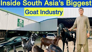 Inside South Asias biggest Goat Industry॥Exclusive interview with Goat Land Farm owner [upl. by Ennayar]