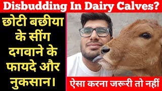 बछड़ो का सींग रोधन करें या ना करें  Calf Disbudding in Dairy Cattle [upl. by Bainbrudge]