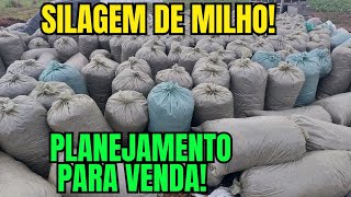 Silagem de MILHO Planejamento para venda [upl. by Ricky842]