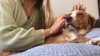 ASMR ✨  Asmr on my dog  scratching  fabric sounds [upl. by Kcirtapnaes]