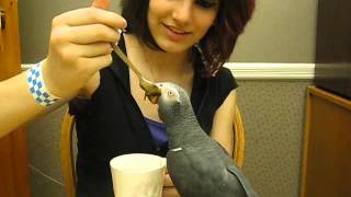 Timneh grey parrot likes to eat baby sweet potato [upl. by Oliviero313]