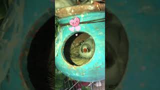 Cute birds  Zebra finch taking care of eggs 🥚  birds cute zebrafinch shorts bird pets yt [upl. by Adni803]