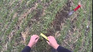 Crop Cam 4615 Estimating Wheat Tiller Counts [upl. by Alodie]