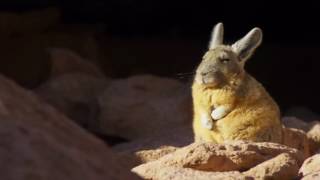 Viscacha [upl. by Einneg121]