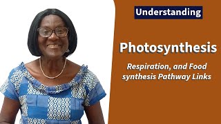 Photosynthesis Respiration and Food Synthesis Pathway Links [upl. by Aeirdna]