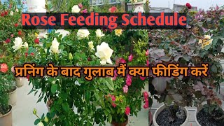 प्रनिंग के बाद गुलाब मैं क्या Feeding करना है।Weekly Feeding Schedule For Rose Plant rose [upl. by Atworth]