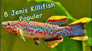 JenisJenis Killifish Populer [upl. by Alyehs]