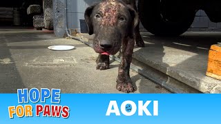 Sick puppy neglected and then abandoned to fend for himself 😰 hope [upl. by Eimrots783]