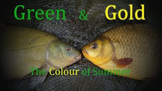 Tench and Crucian Carp fishing  Green and Gold  The Colour of Summer [upl. by Ardnuasak]