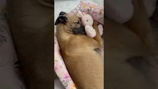 This adopted dog loves her stuffed animal ❤️ [upl. by Lepley289]