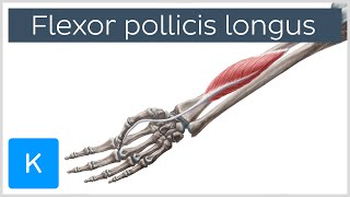 Flexor pollicis longus muscle  Origin Insertion Innervation amp Function  Anatomy  Kenhub [upl. by Duomham597]