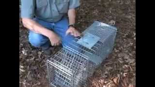 How to set and use a cage trap for raccoons and opossums [upl. by Glasgo]