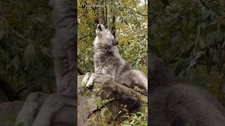 Kurt Sesi  Wolf Sound 🐺 animalsounds wildlife wildanimals wolfdog vahşihayvanlar yaban [upl. by Florina]