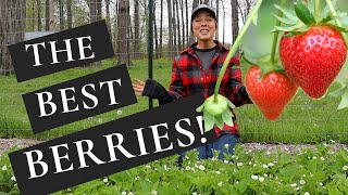 How to Plant and Care for Strawberries  The BEST Tasting Variety [upl. by Elawalo]