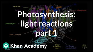 Photosynthesis Part 1 An Overview [upl. by Saixela]