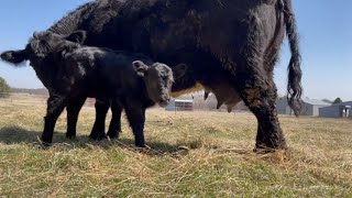 Windy the calf nursing on momma cow  Belted Galloway Homestead [upl. by Annadroj]