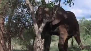 African Animals Getting Drunk From Ripe Marula Fruit [upl. by Indihar]