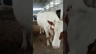 Big cow cow farm farming [upl. by Norahs]