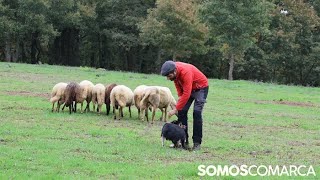 La mirada que nunca se despega del rebaño así trabaja Ady la Border Collie pastora [upl. by Henry]