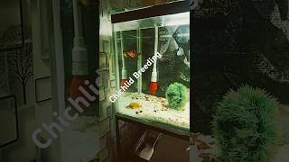 Cichlid Breeding fishbreeding aquarius aquascapeaquariuminfo aquariumfishcichlidkeeper [upl. by Kalbli747]