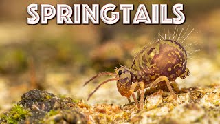 Springtails are INCREDIBLE What are they amp why are they important [upl. by Yennaiv]