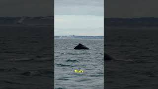 The famous bowhead whale  This is gonna blow your mind  sea animals whale nature wildlife [upl. by Charlot]