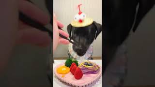 mukbanganimals animalsmuckbang food pets petmukbang petfood puppy dogfood dog [upl. by Gasperoni]