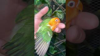 Green Opaline lovebird Fischer  lovebirds fischer [upl. by Jeromy430]