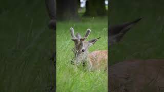 In the middle of the city you can find peace and calm in the parks and also some animals 🦌🌳🌲 [upl. by Aonehc]