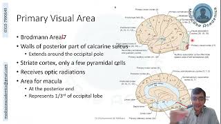 Occipital Lobe Functional Areas [upl. by Kwabena]