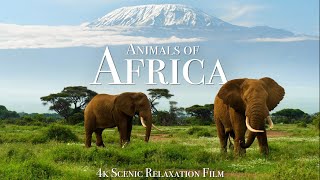 Animals of Africa 4K  Scenic Relaxation Film With Calming Music [upl. by Tenrag419]