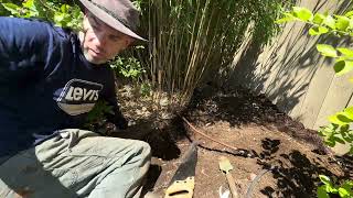 Clumping Bamboo in the Northwest  Keeping Bamboo Contained [upl. by Yeldua]